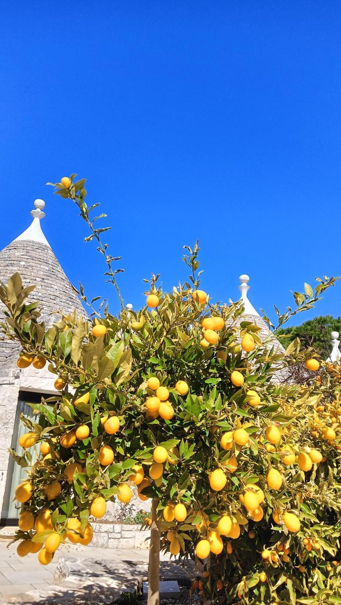 Trullo Bosco Libero Ostuniヴィラ エクステリア 写真